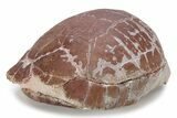 Colorful Fossil Tortoise (Stylemys) - South Dakota #249240-4